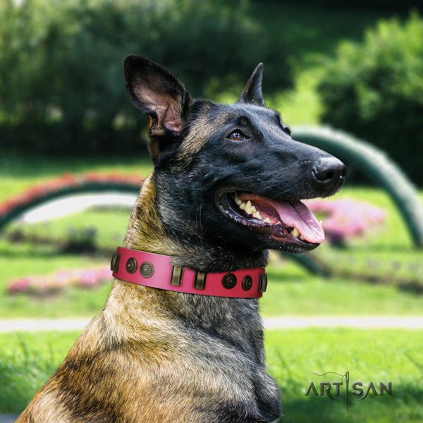 Belgian Malinois comfortable wearing full grain natural leather collar for your impressive dog