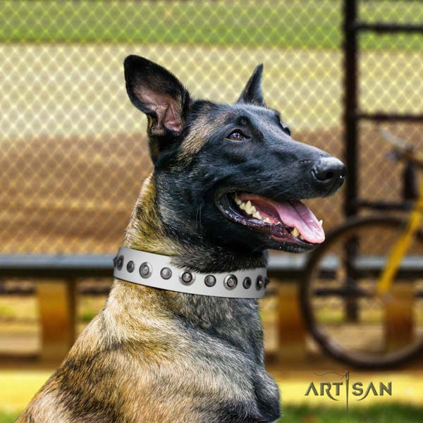 Belgian Malinois comfortable wearing leather collar for your attractive dog