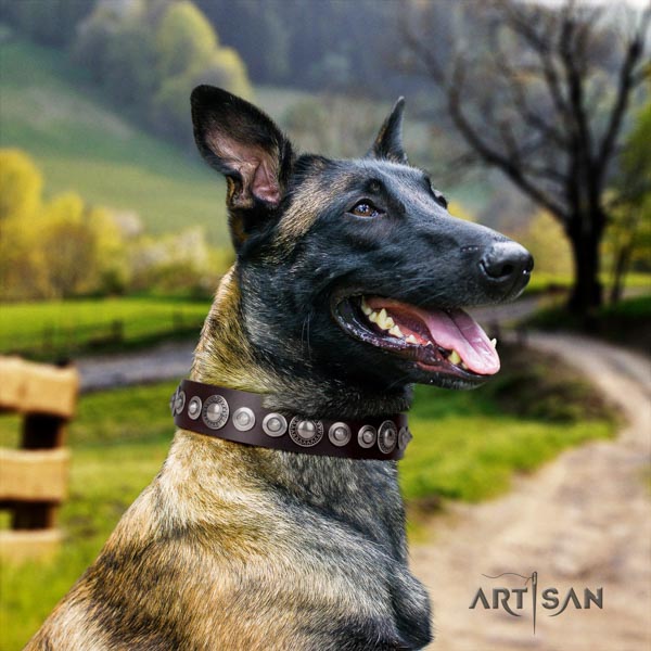 Belgian Malinois walking full grain leather collar for your impressive canine