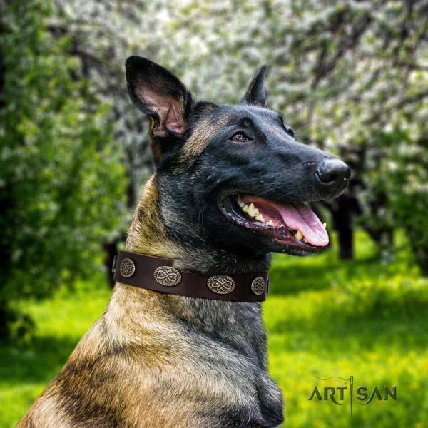 Belgian Malinois comfortable wearing full grain natural leather collar for your attractive four-legged friend