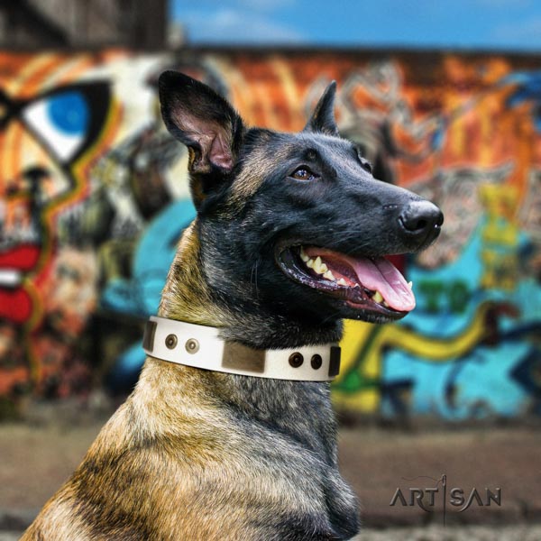 Belgian Malinois comfortable wearing leather collar for your stylish canine