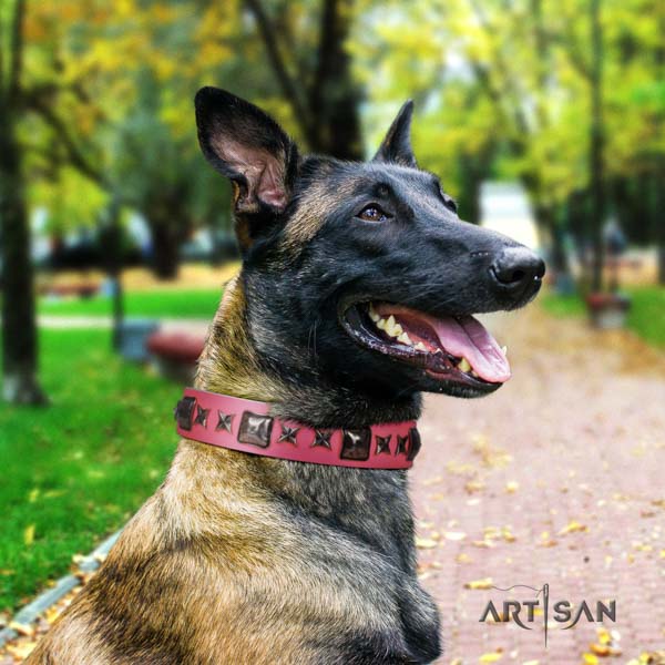 Belgian Malinois comfortable wearing natural leather collar for your lovely four-legged friend