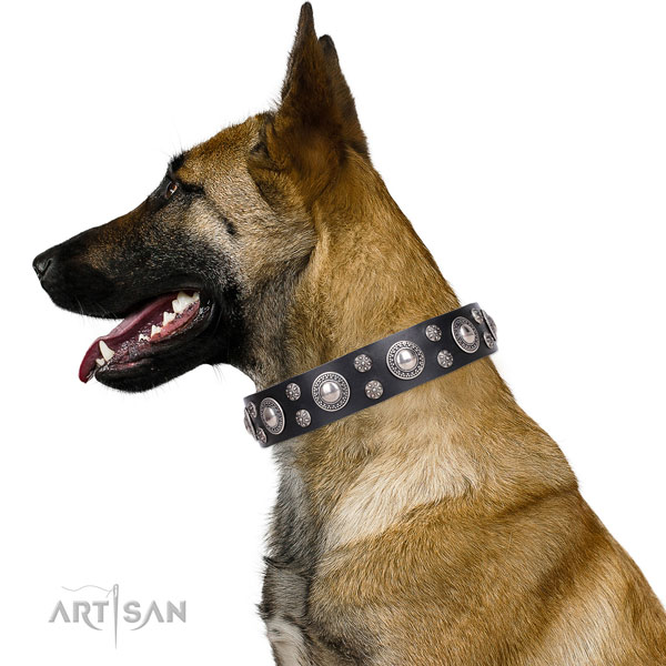 Belgian Malinois stylish leather dog collar for stylish walking