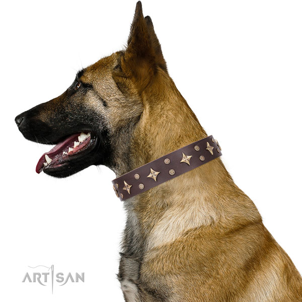 Belgian Malinois designer full grain leather dog collar for walking