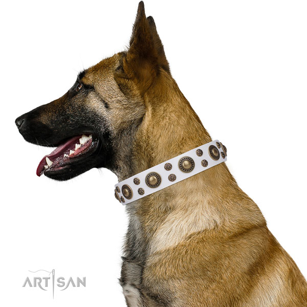 Belgian Malinois best quality full grain genuine leather dog collar for basic training