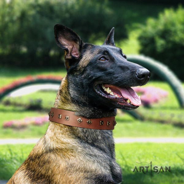 Belgian Malinois handy use full grain leather collar for your attractive four-legged friend