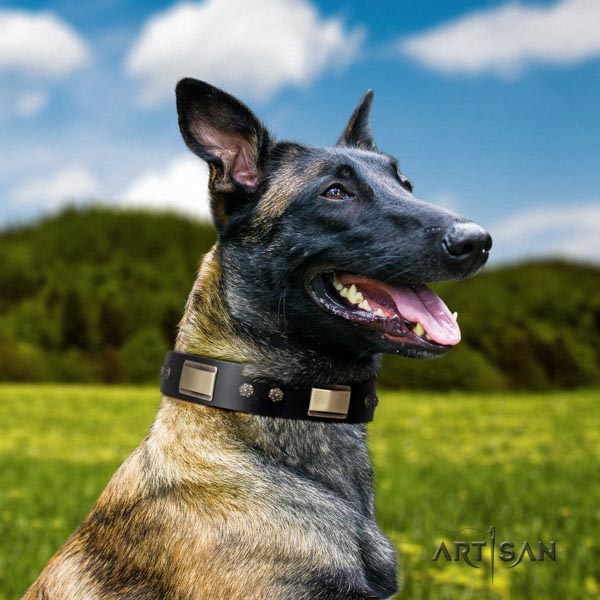 Belgian Malinois comfy wearing natural leather collar for your handsome canine