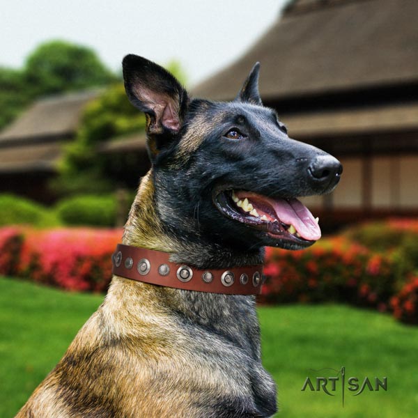 Belgian Malinois comfortable wearing genuine leather collar for your beautiful canine