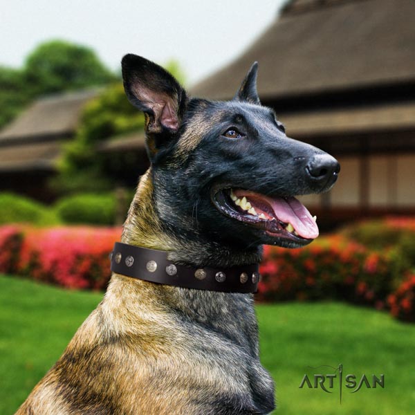 Belgian Malinois daily walking full grain genuine leather collar for your lovely dog