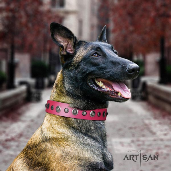 Belgian Malinois comfy wearing full grain leather collar for your lovely doggie