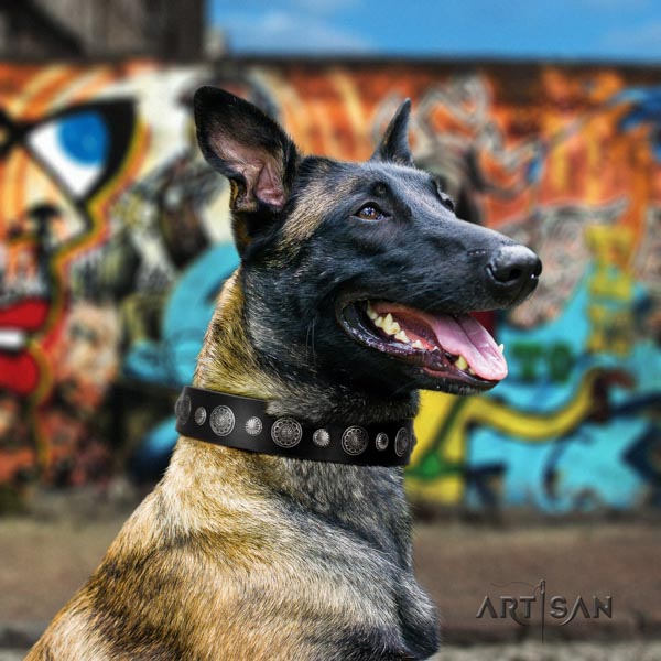 Belgian Malinois comfy wearing full grain natural leather collar for your attractive pet