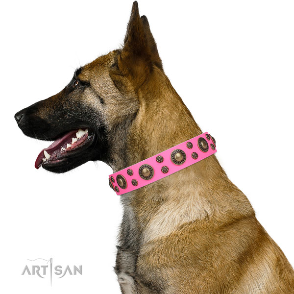Belgian Malinois incredible full grain genuine leather dog collar for walking