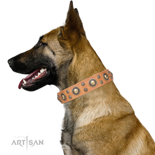 Belgian Malinois exceptional full grain genuine leather dog collar for stylish walking