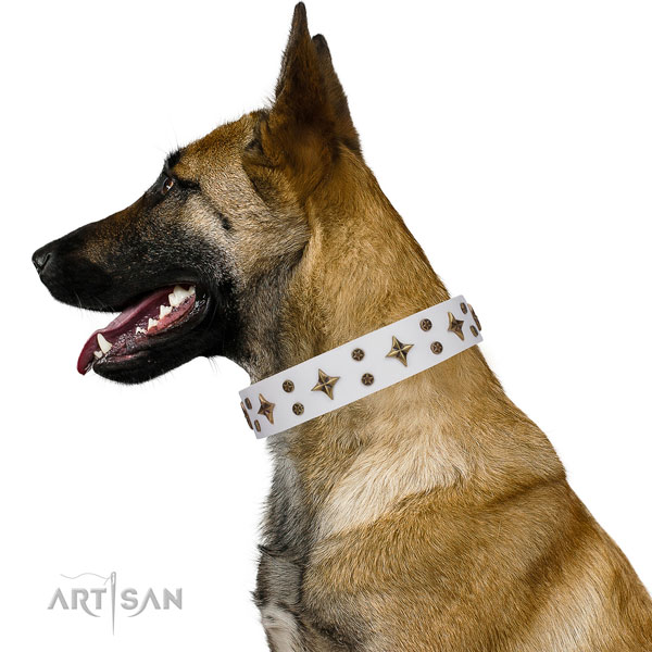 Belgian Malinois easy wearing full grain leather dog collar for comfortable wearing