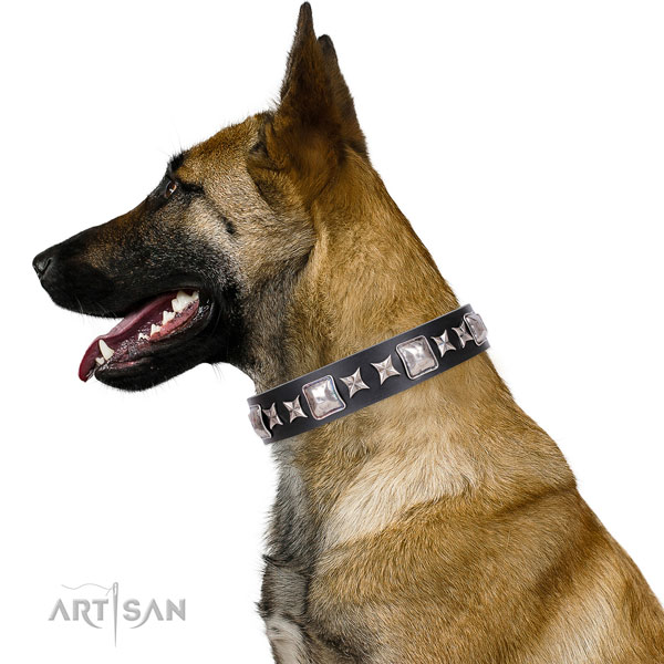 Belgian Malinois studded full grain leather dog collar for daily walking