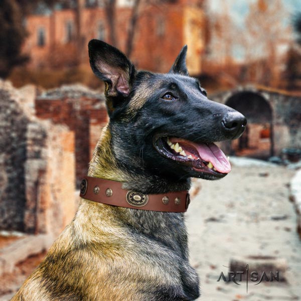 Belgian Malinois daily walking full grain natural leather collar for your attractive pet