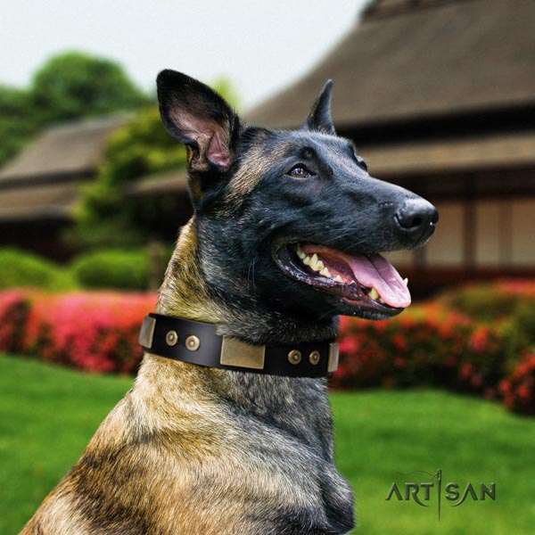 Belgian Malinois fancy walking full grain genuine leather collar for your impressive canine