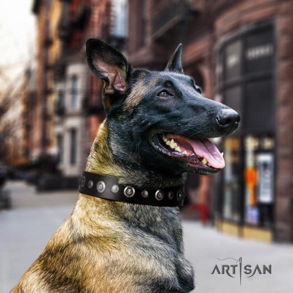 Belgian Malinois handy use genuine leather collar for your handsome canine