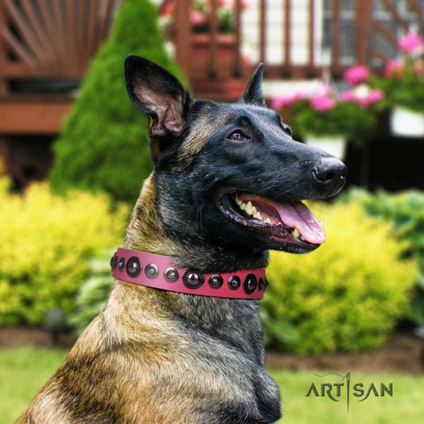 Belgian Malinois comfy wearing full grain natural leather collar for your handsome canine