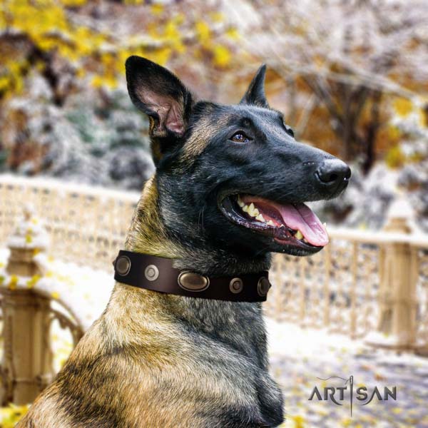 Belgian Malinois everyday use natural leather collar for your attractive dog