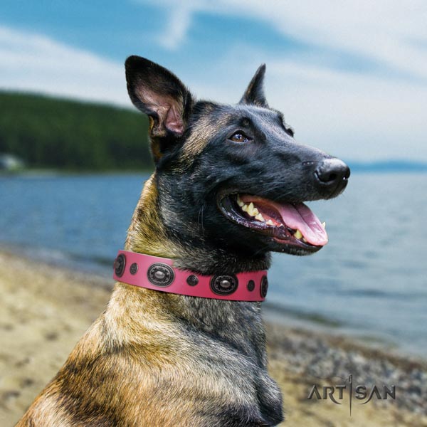 Belgian Malinois comfortable wearing full grain genuine leather collar for your impressive canine