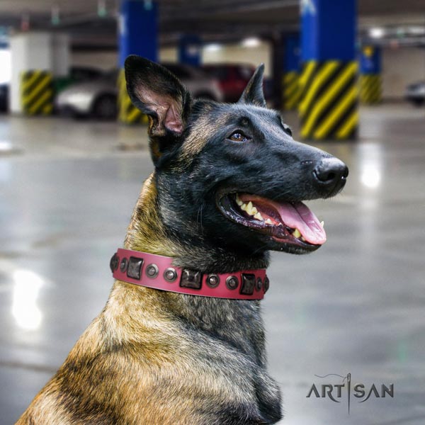 Belgian Malinois fancy walking full grain natural leather collar for your impressive dog
