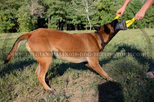 Everyday Belgian Malinois leather braided collar