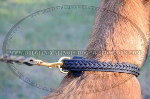 Braided walking Belgian Malinois leather collar