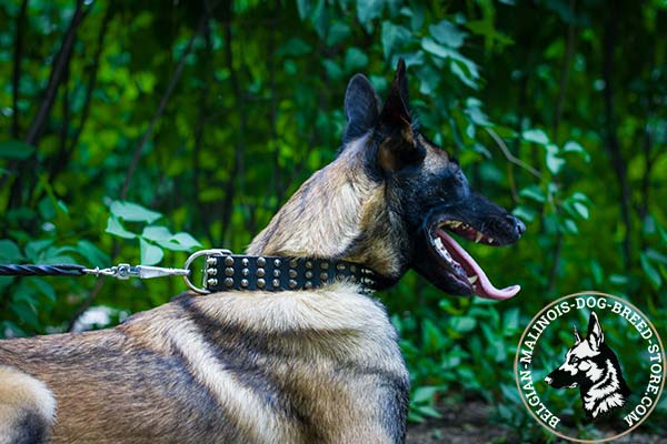 Belgian Malinois black leather collar of classy design with handset decoration for walking in style