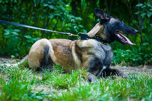 Belgian Malinois black leather collar adjustable  with spikes for quality control