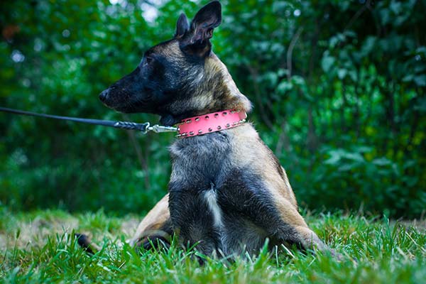 Belgian Malinois pink leather collar adjustable  adorned with spikes for quality control