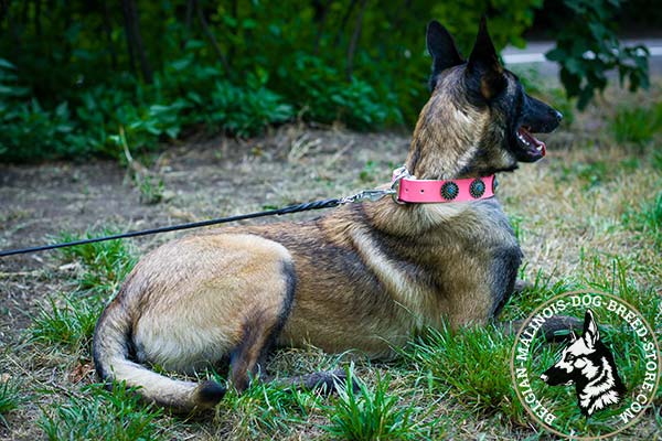Belgian Malinois pink leather collar easy-to-adjust decorated with plates for improved control