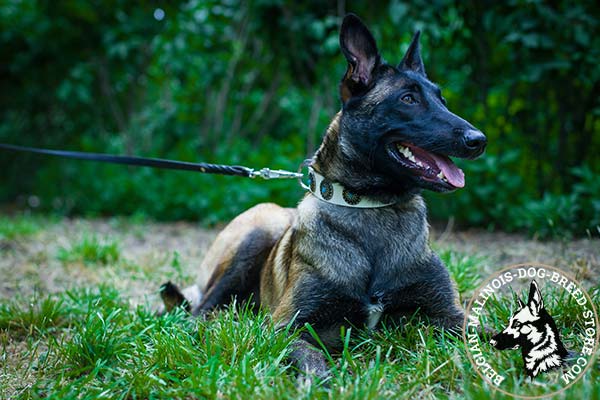 Belgian Malinois white leather collar easy-to-adjust decorated with plates for improved control