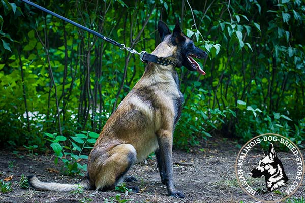 Belgian Malinois black leather collar of classy design with handset decoration for daily walks