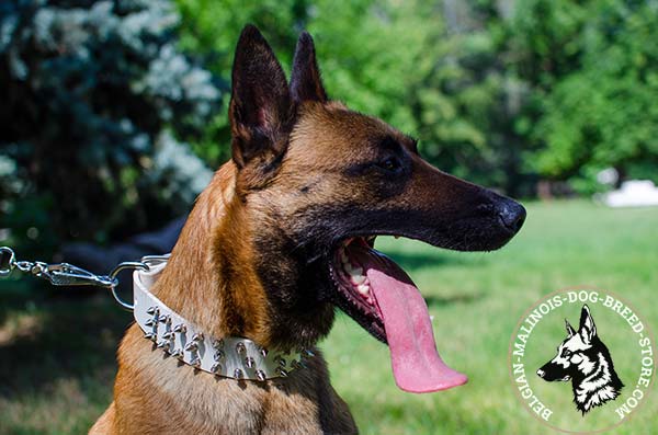 Belgian Malinois white leather collar of classy design with handset decoration for daily walks