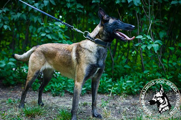 Belgian Malinois black leather collar padded with Nappa leather with handset adornment for daily walks