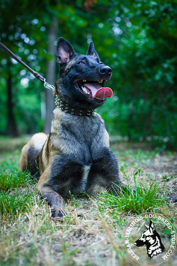 Belgian Malinois black leather collar of classy design with riveted spikes for walking in style