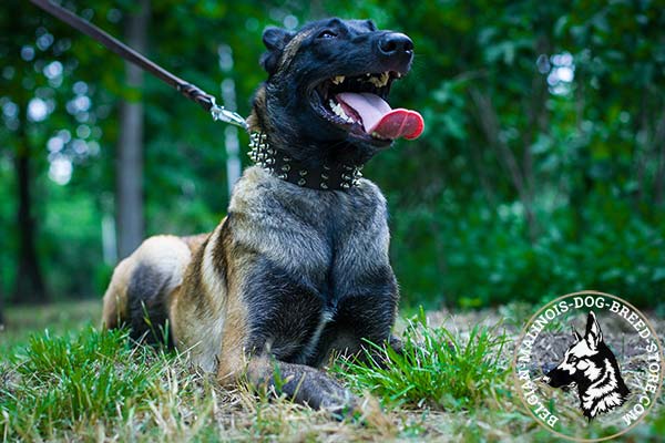 Belgian Malinois black leather collar easy-to-adjust adorned with spikes for daily activity