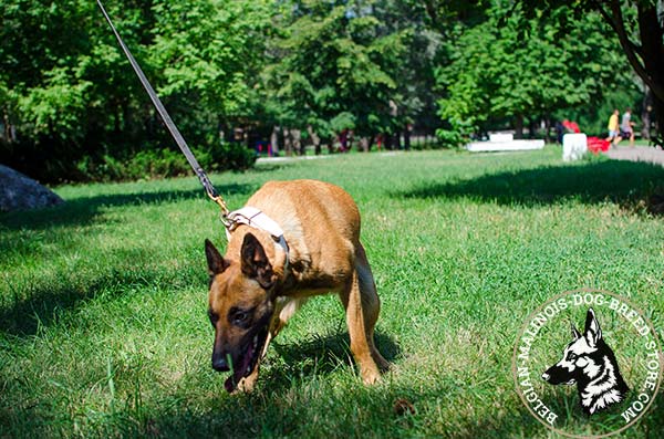 Belgian Malinois white leather collar of classic design with plates for walking in style
