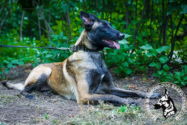 Belgian Malinois black leather collar easy-to-adjust adorned with half-balls and spikes for daily activity