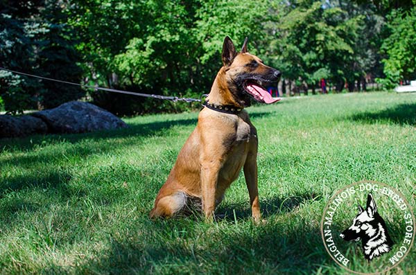 Belgian Malinois black leather collar of high quality decorated with cones for daily activity