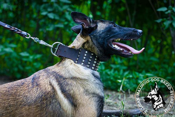 Belgian Malinois brown leather collar extra wide adorned with spikes and studs  for walking in style