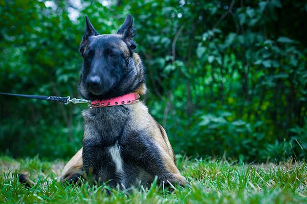 Belgian Malinois pink leather collar with duly riveted decorated with spikes for any activity
