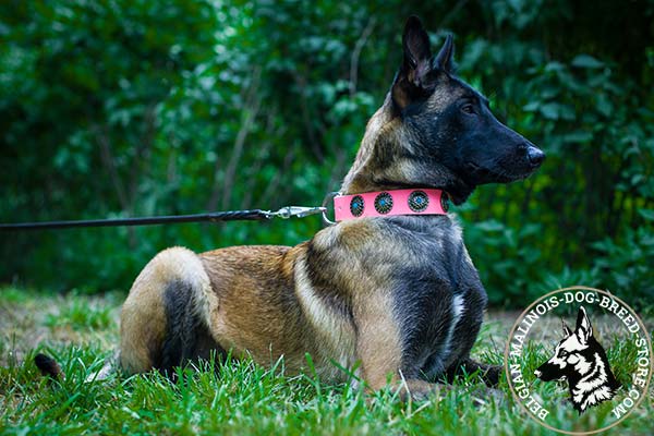 Belgian Malinois pink leather collar of classy design with handset plates for better comfort