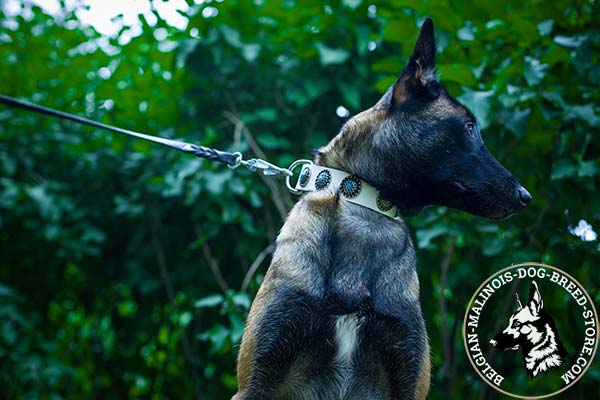 Belgian Malinois white leather collar of classy design with handset plates for better comfort