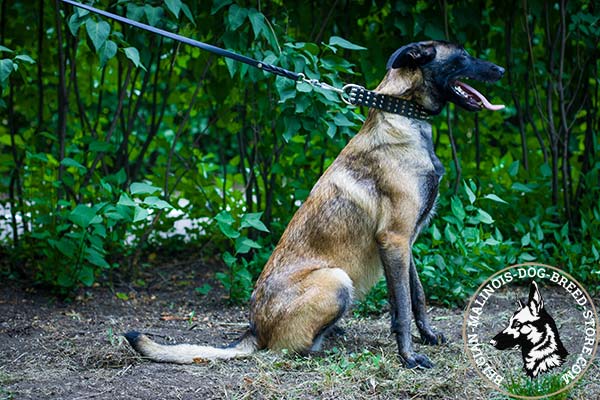 Belgian Malinois leather collar with elegant with handset half-balls and spikes for daily walks