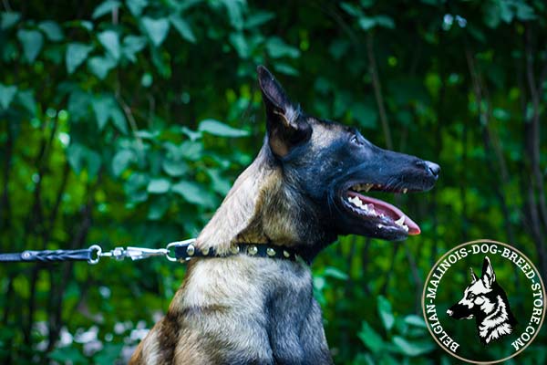 Belgian Malinois black leather collar of classy design adorned with half-balls for walking