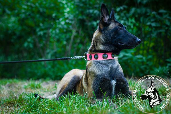 Belgian Malinois pink leather collar snugly fitted with plates for daily walks