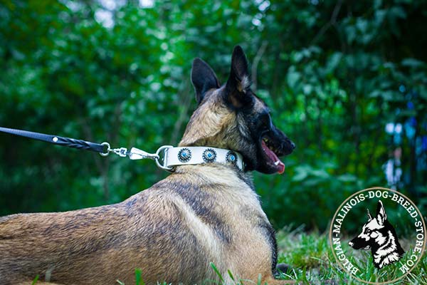 Belgian Malinois white leather collar snugly fitted with plates for daily walks