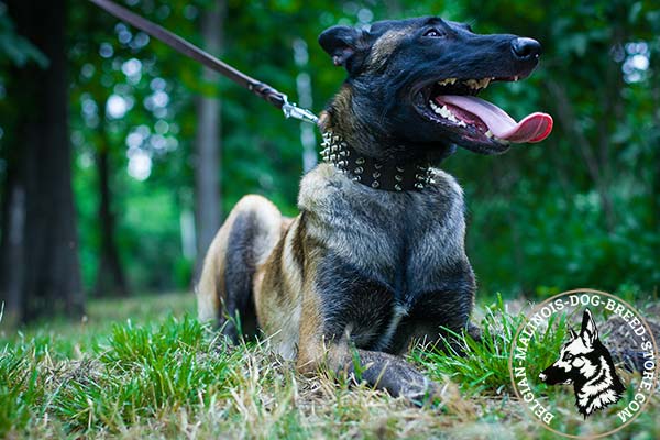 Belgian Malinois leather collar with elegant with handset spikes for daily walks